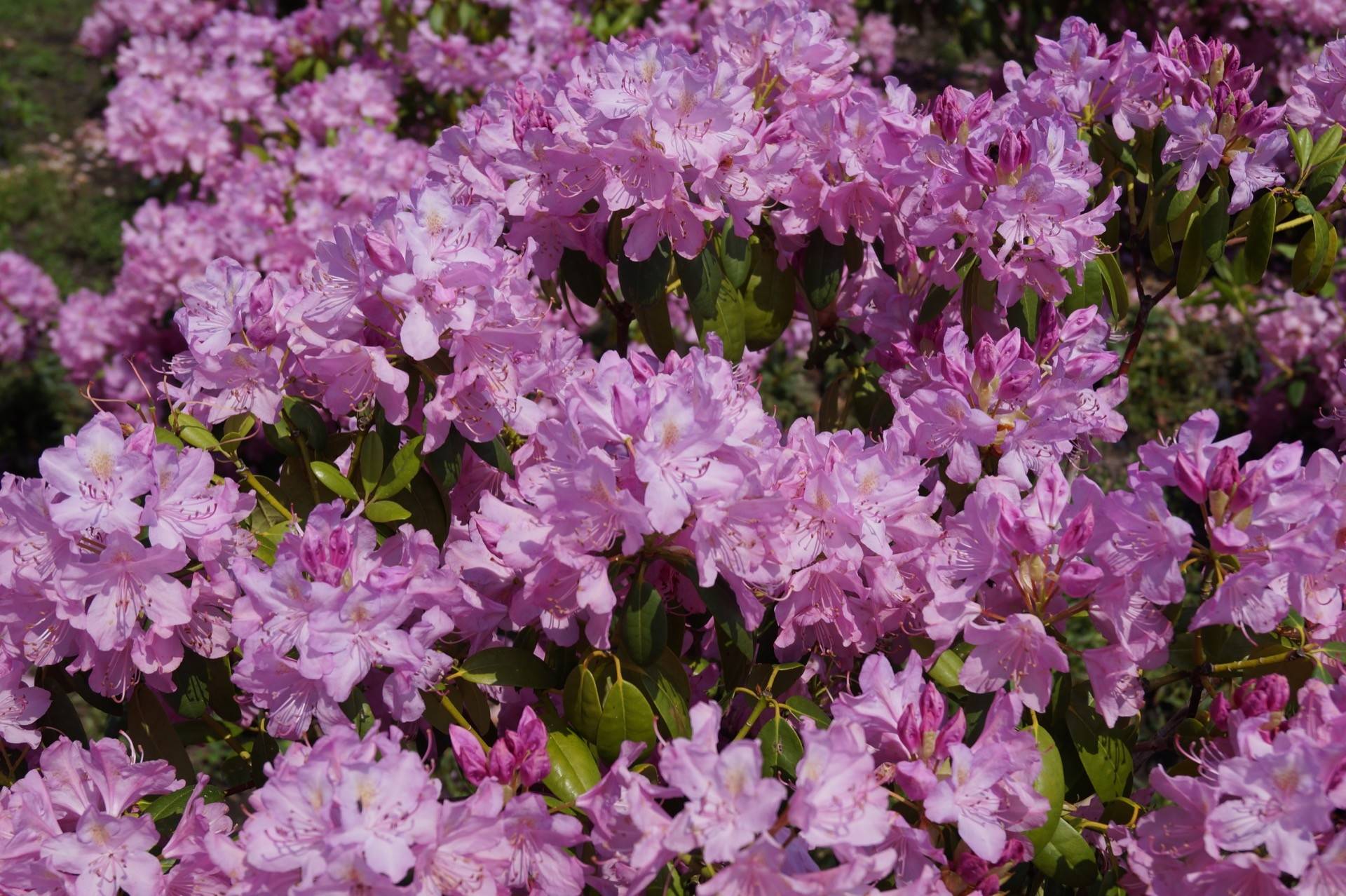 Rhododendron English Roseum_02